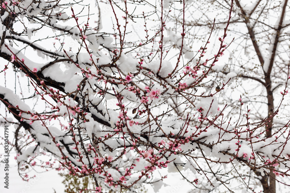 Blossoming Branches Of Peach Blossom Covered With Snow Blossoming Branches Of Peach Blossom Covered With Snow