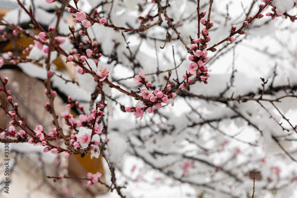 Branches Wirh Blossom Covered With Snow Branches Wirh Blossom Covered With Snow
