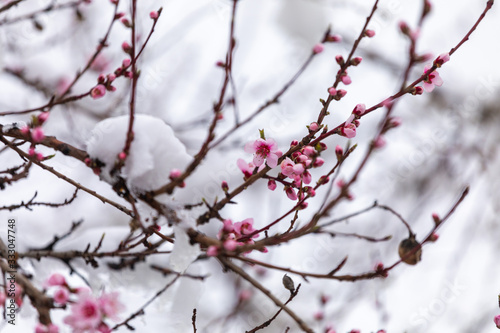Snow and peach flowers. Blossoming branches covered with ice