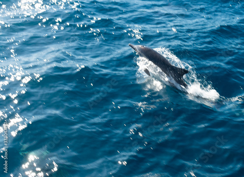 Dolphin Near Ventura County  California 