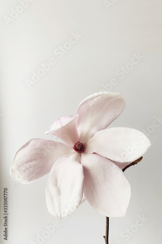 Beautiful fresh white magnolia flower in full bloom on white background.