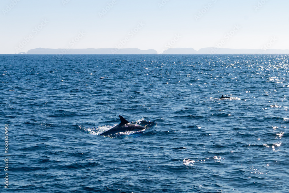 Naklejka premium Dolphin Near Ventura County, California