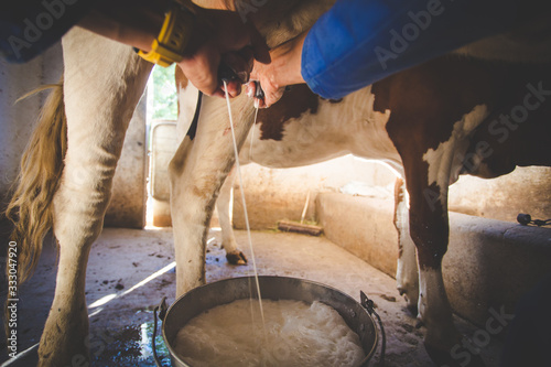 Canvas Print Close up image of a farmer milking a cow by hand