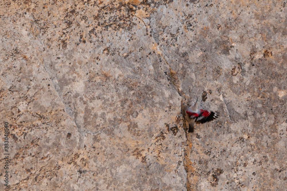 A wallcreeper (Tichodroma muraria) in a rock cliff. A wallcreeper (Tichodroma muraria) in a rock cliff.