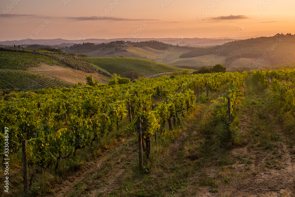 Naklejka premium Chianti vineyards at sunrise on the hills of Tuscany, Valdelsa, Italy.