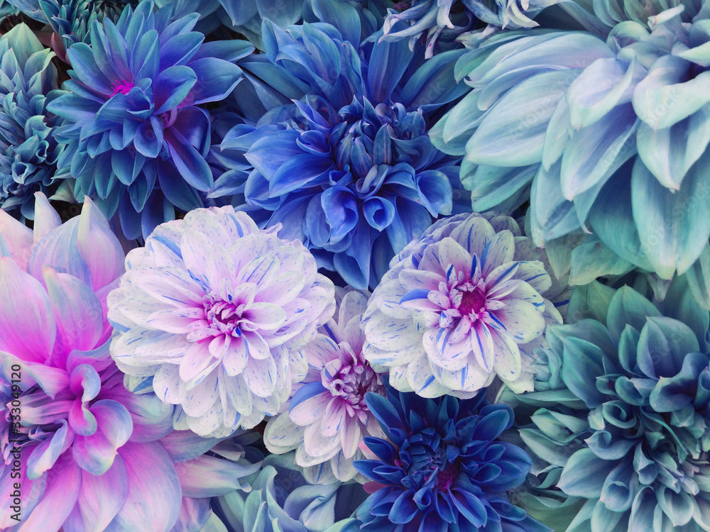 Obraz premium Colorful blue, white and purple dahlia flowers in full bloom.