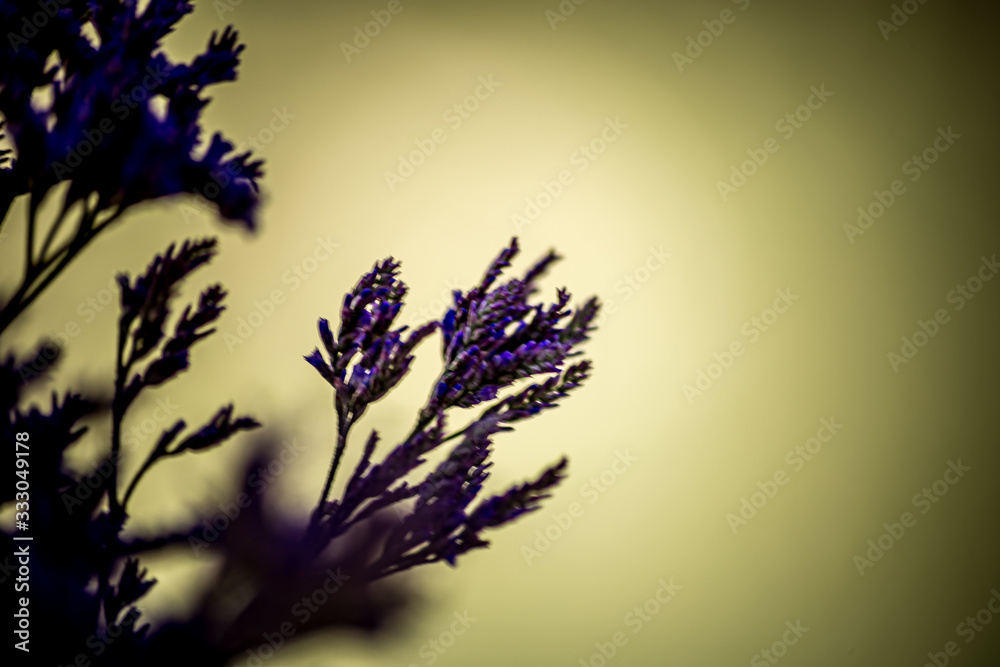 flor morada flor morada