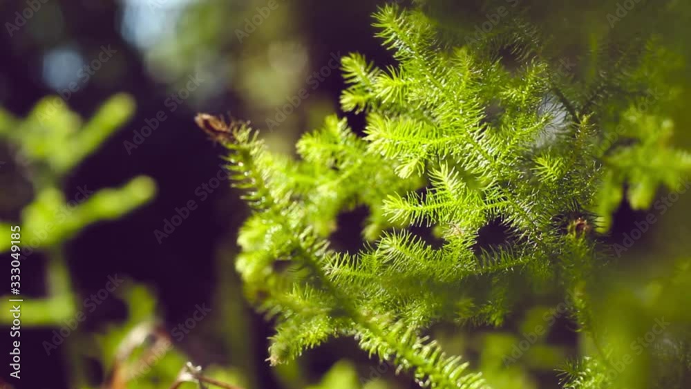 Videos of grass in Borneo tropical rainforest with elements of morning sunlight and blur or bokeh effects. This footage with smooth camera movement. Videos of grass in Borneo tropical rainforest with elements of morning sunlight and blur or bokeh effects. This footage with smooth camera movement.