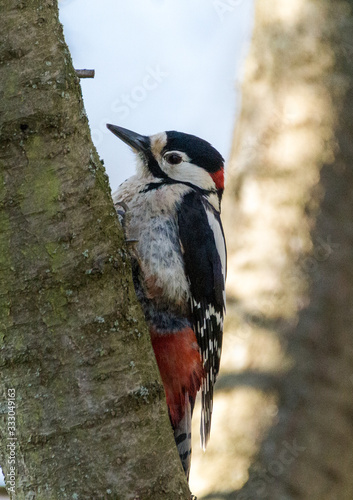 Woodpecker on tree looking to camera