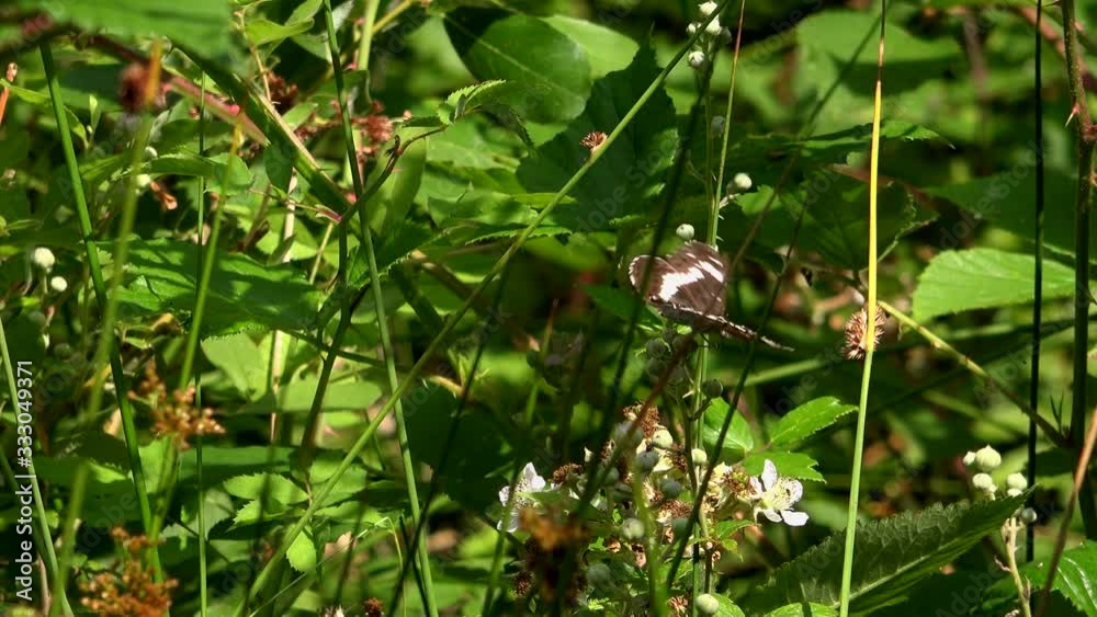 Butterflies in the UK rare and endangered species 4K