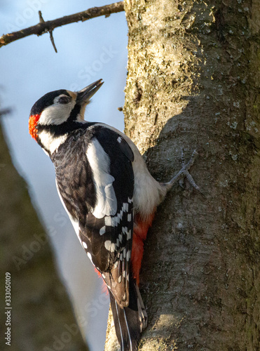 Woodpecker walking up the tree