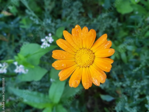 flower with waterdrops