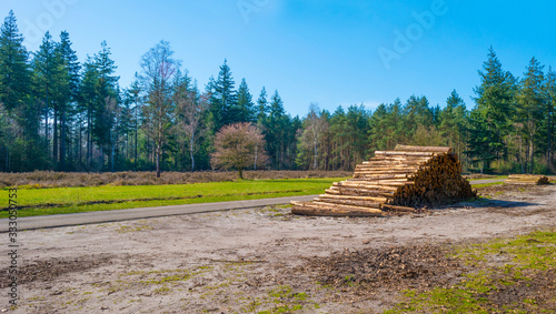 Heather in a field in a forest below a blue sky in sunlight in spring