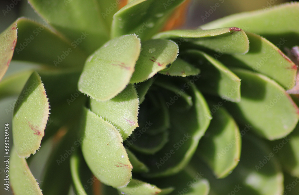 planta planta