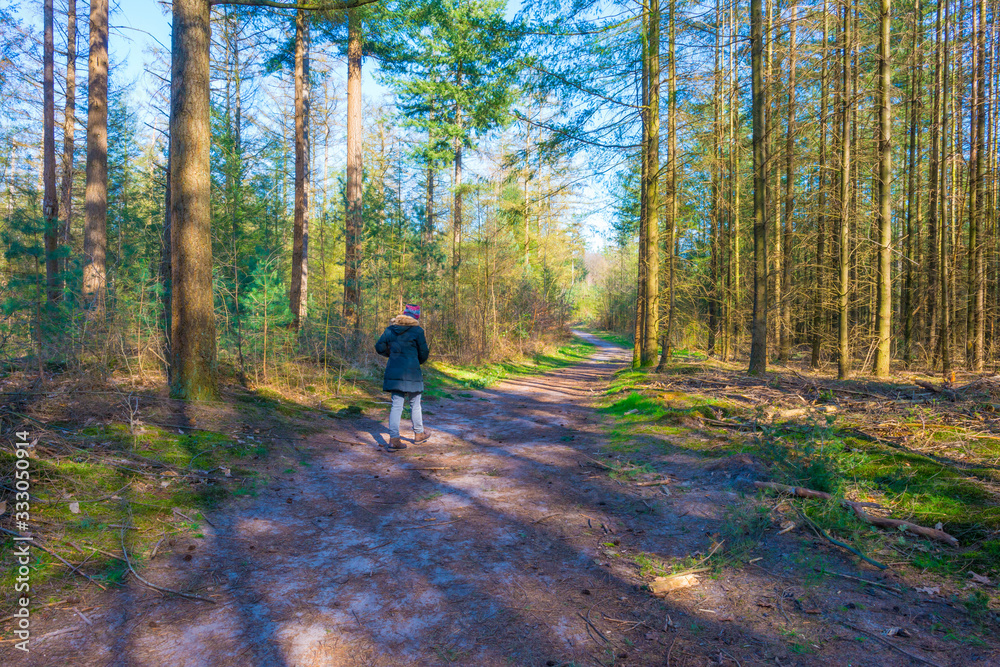 Obraz premium Beech trees in a forest below a blue sky in sunlight in spring