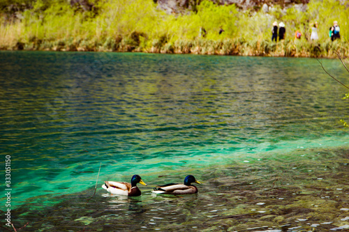 Plitivice lakes, Croatia: 24th april 2019 - ducks swimminfg ni Plitvice lakes in Croatia, Europe, UNESCO, waterfall photo