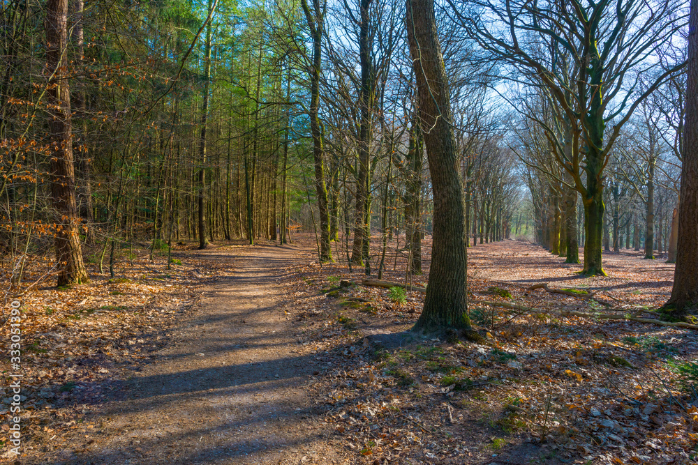 Fototapeta premium Beech trees in a forest below a blue sky in sunlight in spring