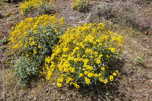 Brittlebrush Or Encilia farinosa Wildflowers photo