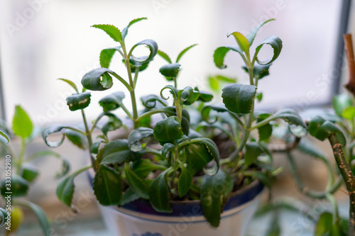 Green flowerpot in a pot