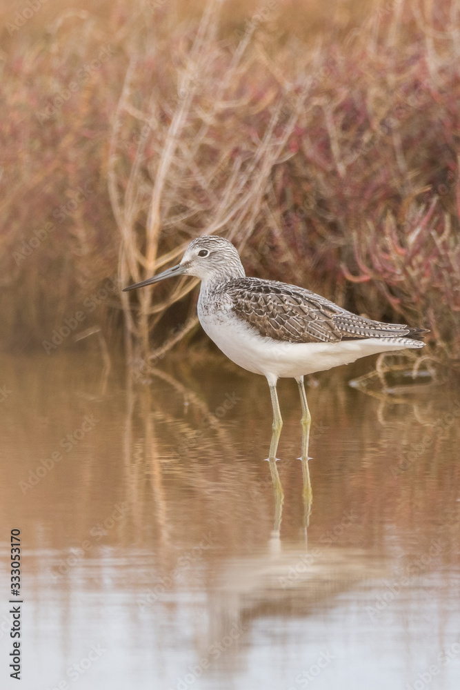 Obraz premium A greenshank (Tringa nebularia) in a wetland