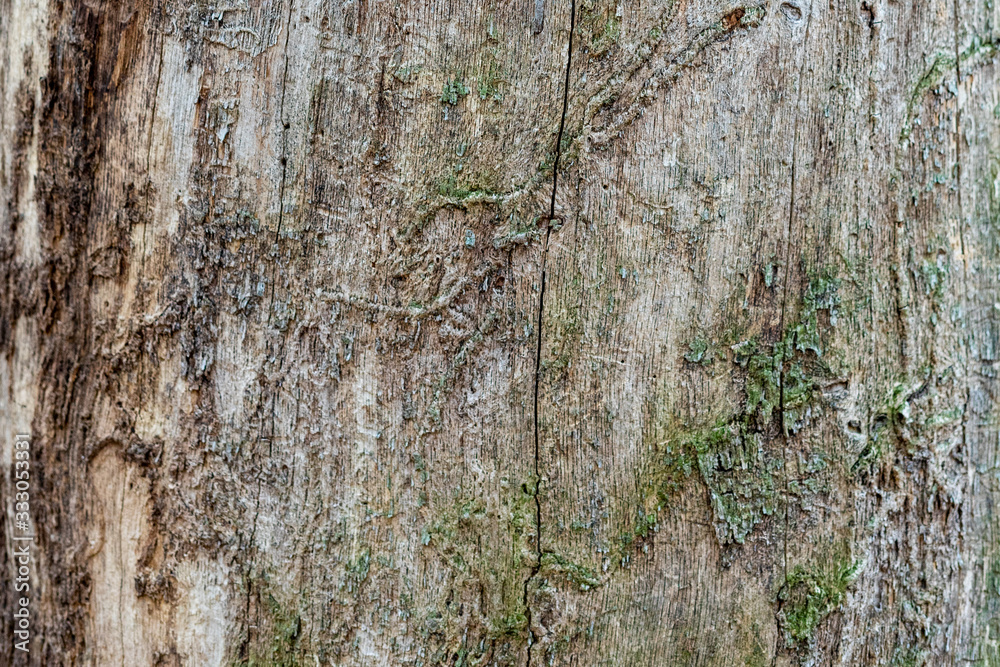 Obraz premium texture of old tree without bark