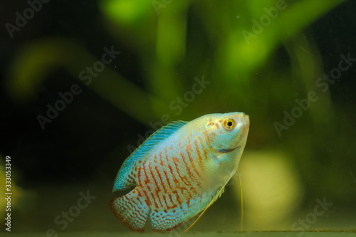 Obraz na płótnie Colisa lalia tropical fish in aquarium w salonie