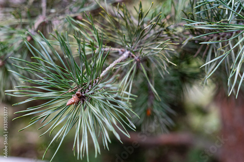 green pine branch photographed closeup