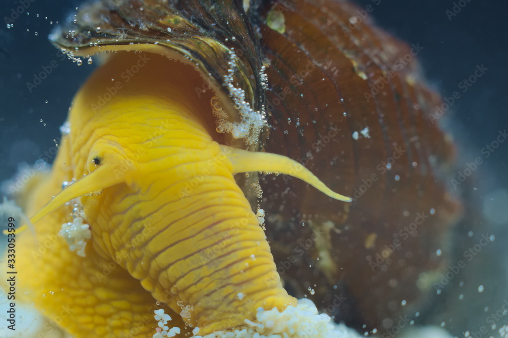 Tylomelania sp. snail in aquarium