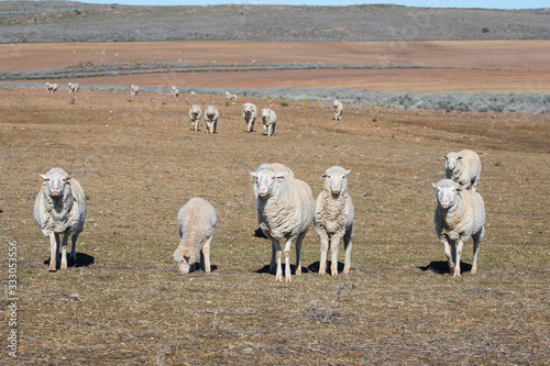 Close up view of some Merino sheep in a flock on a Karoo farm just outside Touwsrivier in the western cape of south africa photo