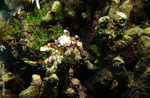  Warty frogfish Antennarius maculatus Siquijor Philippines