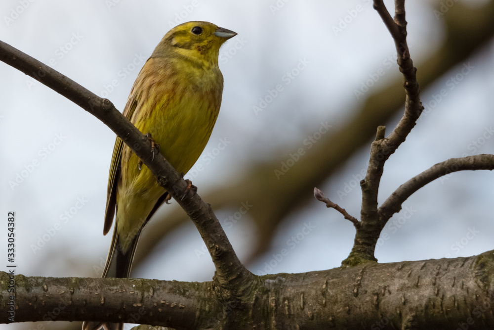 Yellowhammer is looking for a couple in spring Yellowhammer is looking for a couple in spring