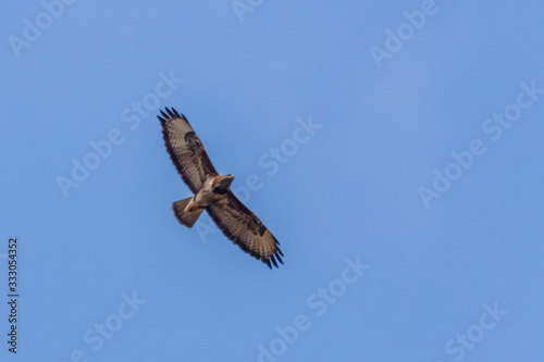  Common Buzzard hunting in the sky