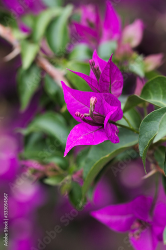 Closeup of a bougainvillea plant with purple flowers photo
