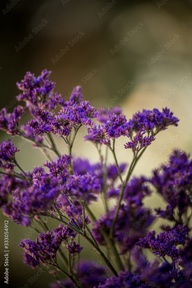 Obraz premium flor morada