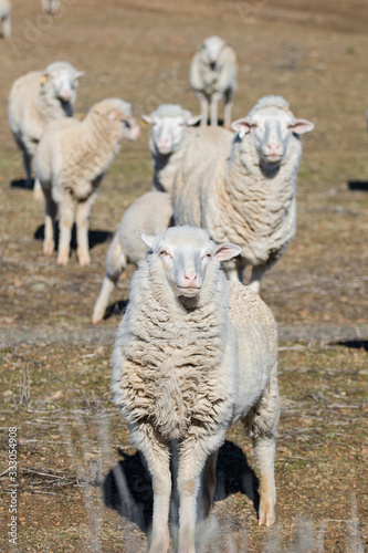 Close up view of some Merino sheep in a flock on a Karoo farm just outside Touwsrivier in the western cape of south africa photo