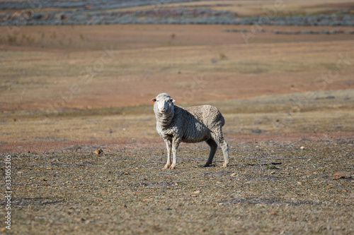 Close up view of some Merino sheep in a flock on a Karoo farm just outside Touwsrivier in the western cape of south africa