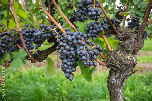 Ripe red grapes on a gnarled vine with vine leaves and grass in the background