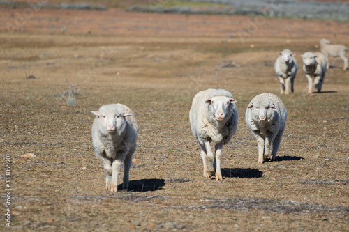 Close up view of some Merino sheep in a flock on a Karoo farm just outside Touwsrivier in the western cape of south africa photo