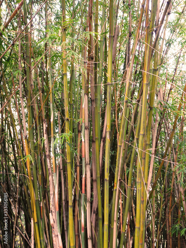 Detail of the green bamboo branches.