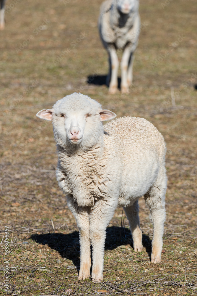Close up view of some Merino sheep in a flock on a Karoo farm just outside Touwsrivier in the western cape of south africa Close up view of some Merino sheep in a flock on a Karoo farm just outside Touwsrivier in the western cape of south africa