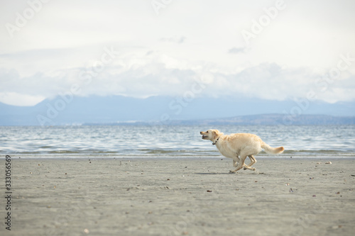Large breed dog running on the beach with ocean and mountains in the background