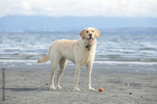 dog on the beach with ball near pacific ocean in British Columbia Canada