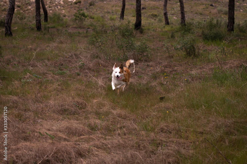 dog running in the forest