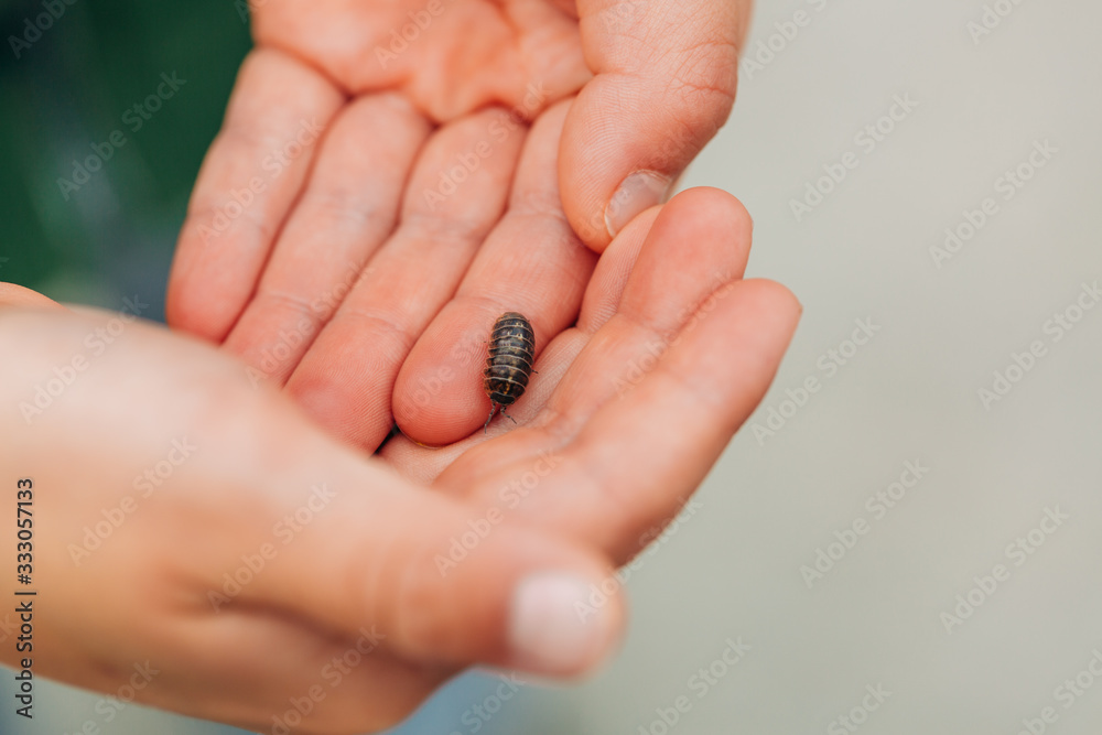 Pill Bug in Hand Pill Bug in Hand