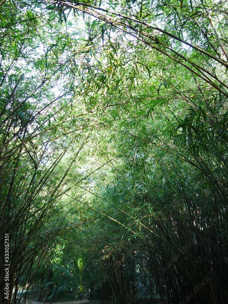 Fototapeta premium Beautiful green bamboo grove.