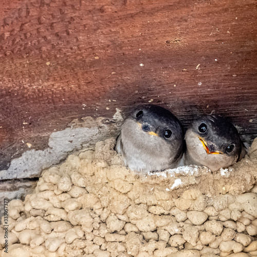 Common house martin (Delichon urbicum), sometimes called the northern house martin - nest with chicks in Choczewo, Pomerania, Poland photo