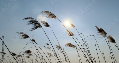 Phragmites in wind with blue sky background. Close up