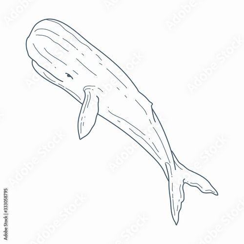 Sperm whale vector line art. Cartoon sperm whale illustration.