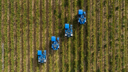 Aerial photo of grape harvesters harvesting grapes in the cape winelands in south africa