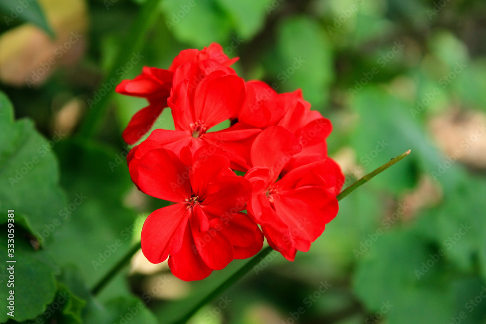 Obraz premium flor vermelha